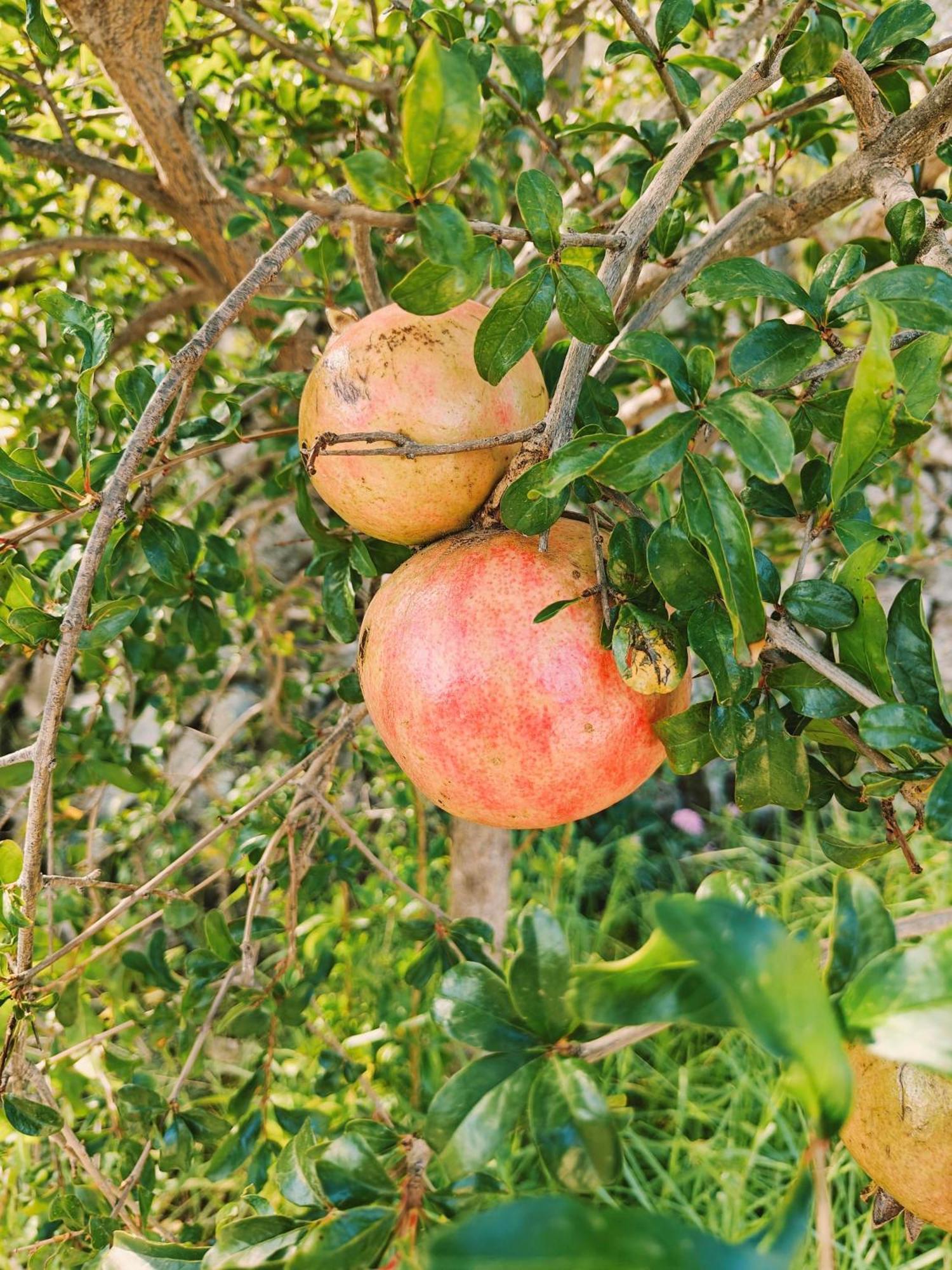 Finca Oliva Bolulla 外观 照片
